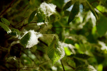 poplar fluff on the green leaves of a tree on a sunny day under the rays of light close up. summer allergy