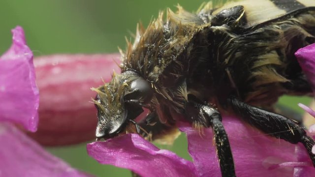 Trichius fasciatus is a beetle species belonging to the family Scarabaeidae on magenta flower.