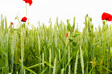 green wheat sprouts with red field poppies