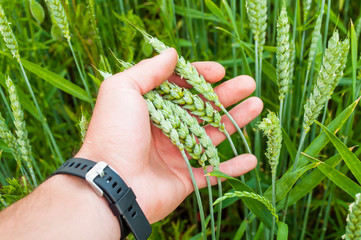 The farmer's hand holds wheat spikes, the early wheat that reaches