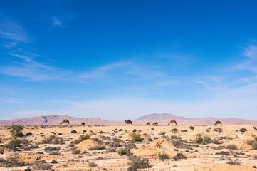 Fototapeta na wymiar Camels Grazing in The Desert