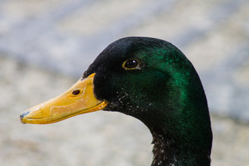 male mallard, dabbling duck (head)