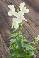 White Snapdragon flower on wooden background