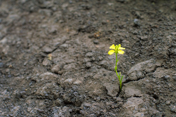 small plant with a yellow flower, grows in a dried earth, the concept of confrontation