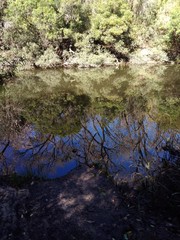 lake in forest
