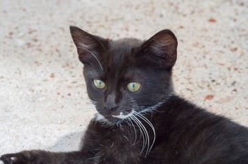 Pretty black and white kitten crouched on the floor