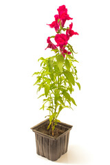 Red snapdragon flower in pot isolated on white