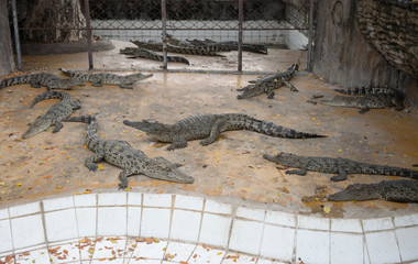Crocodiles on a farm in thailand