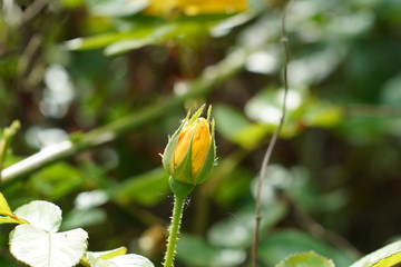 real wild roses and attracted insects