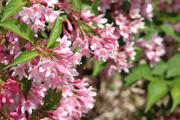 いもり池のほとりに咲くタニウツギ