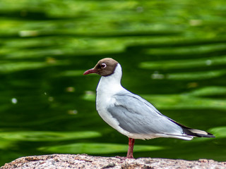 mewa