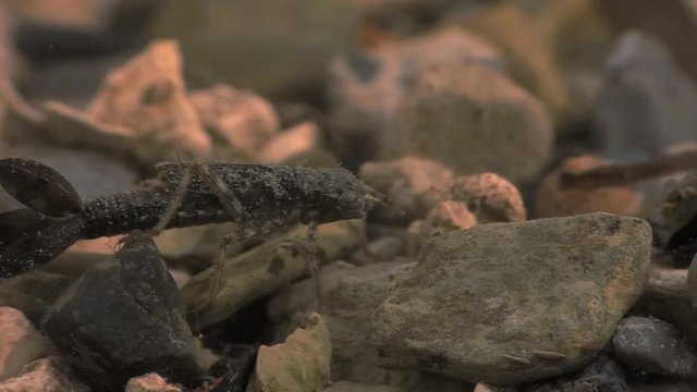 Damselfly larvae hunting mayfly larvae 1140 4