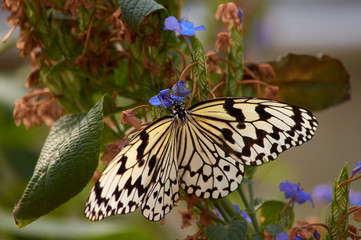 Rice Paper Butterfly (Idea leuconoe) or The Paper Kite Butterfly in Okinawa, Japan.