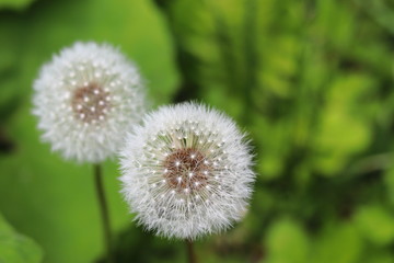 タンポポの綿毛