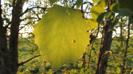 autumn leaves on tree