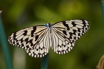 Rice Paper Butterfly (Idea leuconoe) or The Paper Kite Butterfly in Okinawa, Japan.