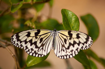 Rice Paper Butterfly (Idea leuconoe) or The Paper Kite Butterfly in Okinawa, Japan.