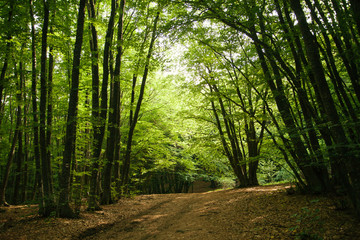 Tourist road in the summer beech forest