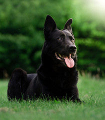 Belgian Shepherd sitting in the grass of a natural park
