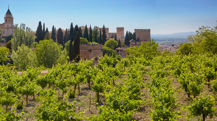 Fototapeta na wymiar Vineyards around the Alhambra in Granada