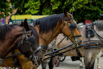 group of driving horses