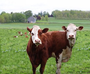 Two Hereford cows digitally manipulated to look like they are joined together. Concept of pulled in two directions and do not know which way to go 