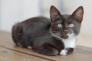 Naklejka premium Pretty black and white kitten crouched on the wooden bench