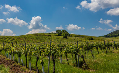 Fototapeta na wymiar green vineyards landscape