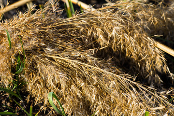 Yellow dry ears close up