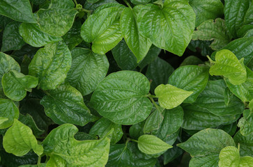 Plant of chaplo Thai herbs grows in a garden,Wild betel leaf bush