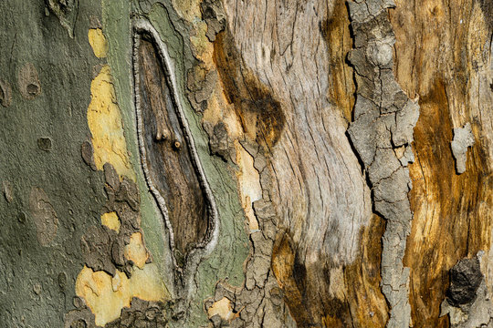 Nice texture of American Sycamore Tree (Platanus occidentalis, Plane-tree) bark. Natural green, yellow, gray and brown spotted platanus tree bark. Close-up of camouflage background for design
