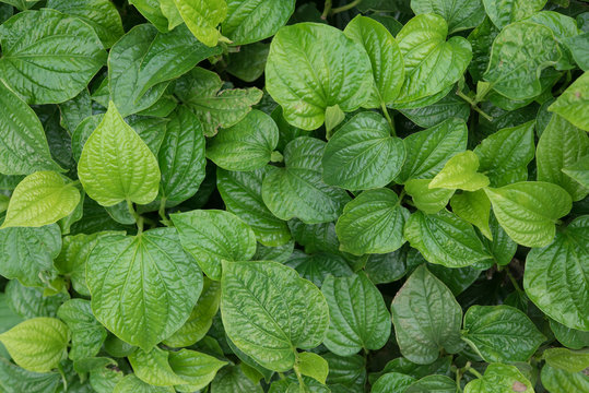 Plant of chaplo Thai herbs grows in a garden,Wild betel leaf bush