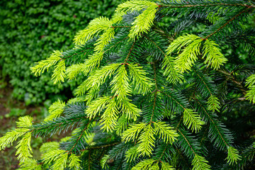 Close-up of beautiful bright young needles on dark green branches of coniferous tree fir Abies nordmanniana, Caucasian Fir or Christmas tree in natural day light. Nature concept for design