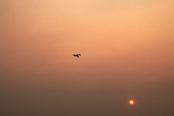 bird in flight