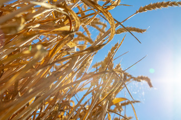 goldgelber Weizen vor blauem Himmel, von unten fotografiert
