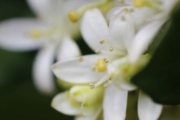 Flor Branca macro