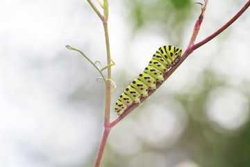 swallowtail caterpillar. Macro caterpillar of the Machaon butterfly - 271648686