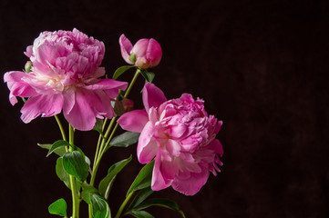 Naklejka na ściany i meble Beautiful background with pink peony flowers