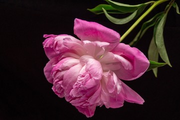 Beautiful background with pink peony flower