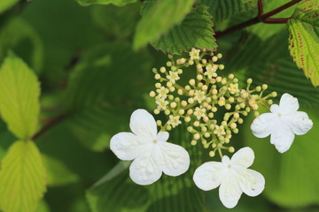 いもり池の周りに咲くヤブデマリの花