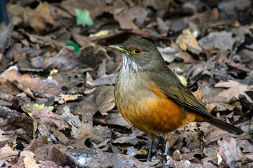 Rufous-bellied thrush, bird with fallen leaves