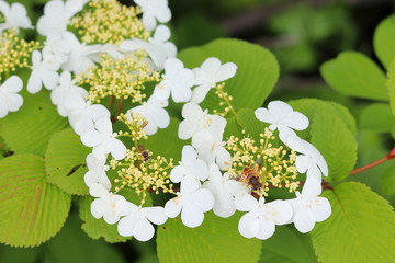 いもり池の周りに咲くヤブデマリの花