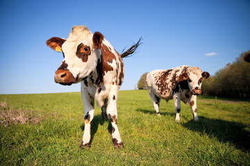 Troupeau de vaches en campagne   France © Thierry RYO