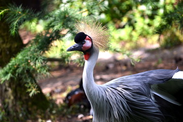 Fototapeta premium Crane