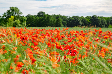 ein Feld mit vielen Mohnblumen im Sommer