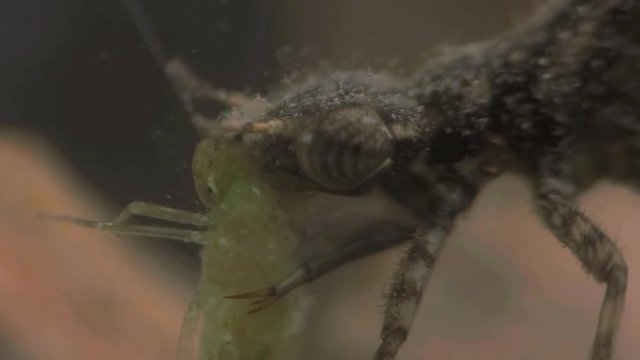 Damselfly larvae hunting mayfly larvae 1140 6