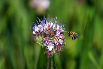 Une abeille atterrit sur une fleur