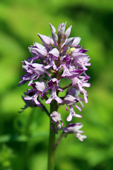 Une orchidée sauvage