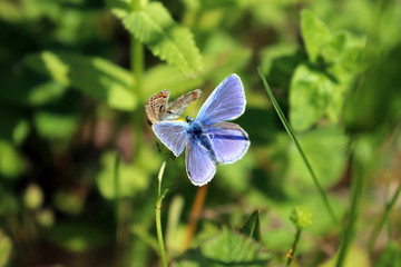 Deux papillons sur la même fleur