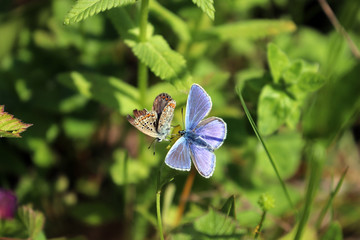 Deux magnifiques papillons